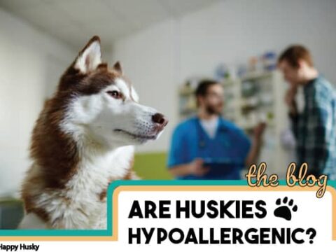 are alaskan huskies hyperallergenic