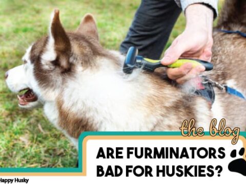 Is The Furminator Bad For Huskies Owners MUST Know This My Happy Husky