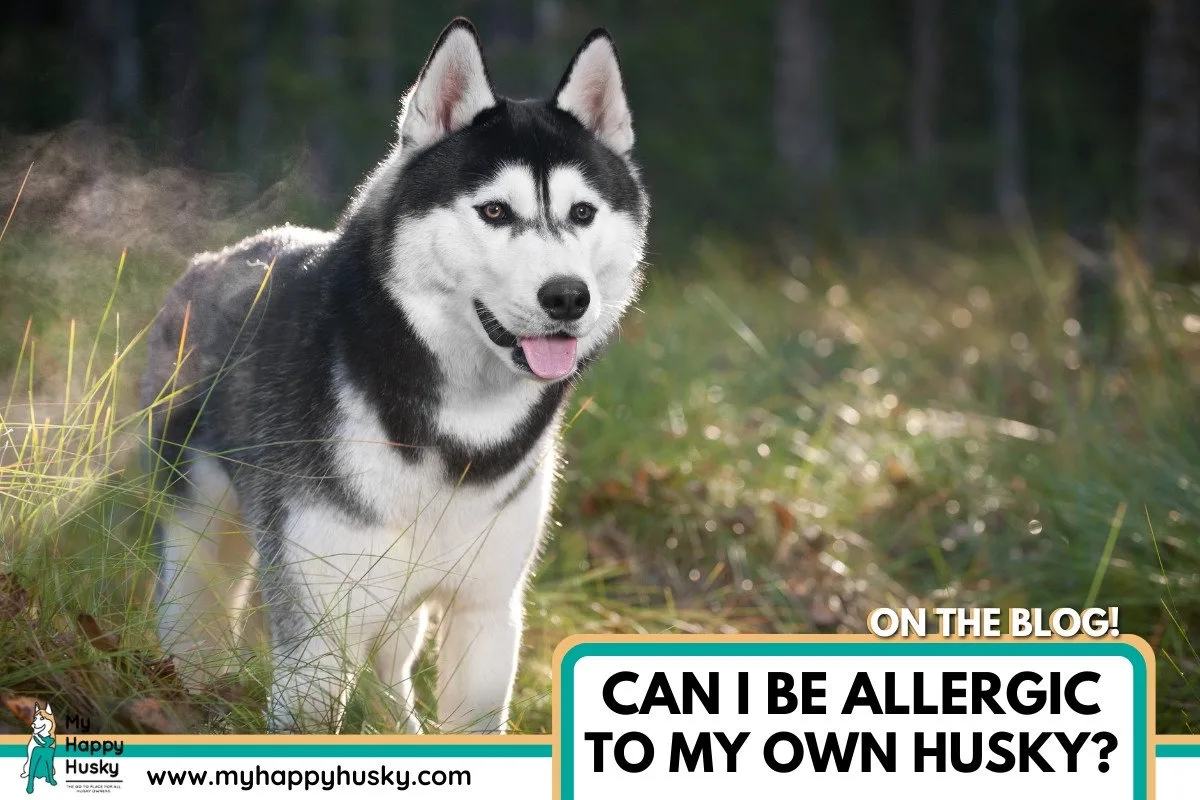 are alaskan huskies hyperallergenic